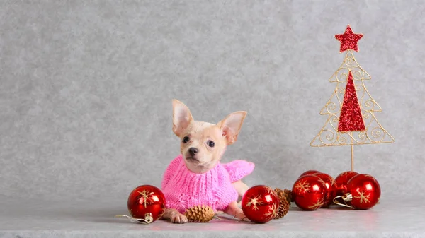 A small white dog with New Year red balls. — Stock Photo, Image