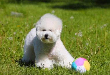 Bichon Frize en sevdiğim topunu yeşil çim üzerinde çalış. 