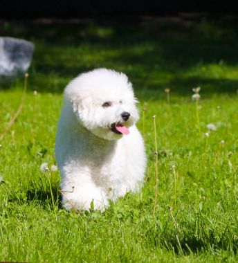 An active white puppy is walking along a green glade on a sunny day. clipart