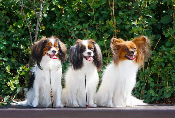 多くの犬は緑の茂みの背景の上に座る. — ストック写真