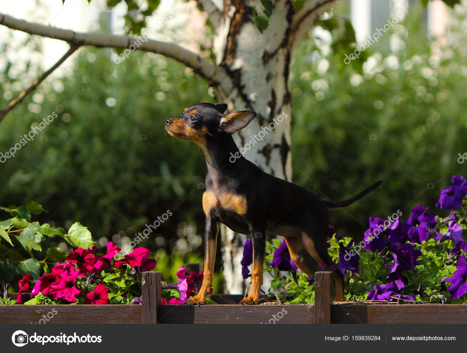 Un Petit Noir Et Feu Chien Se Dresse Contre Un Arbre Du