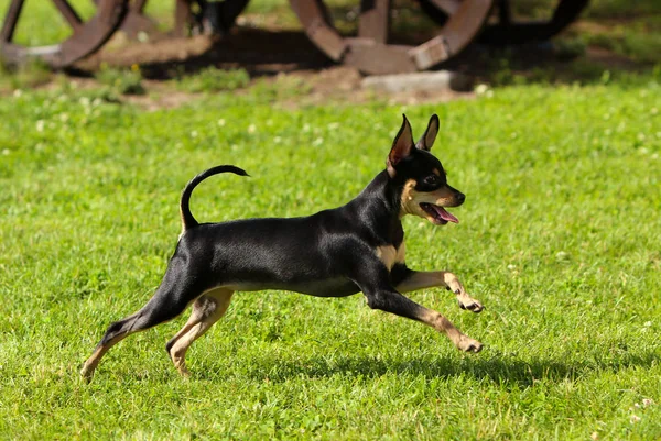 An active little dog runs along the green grass. — Stock Photo, Image