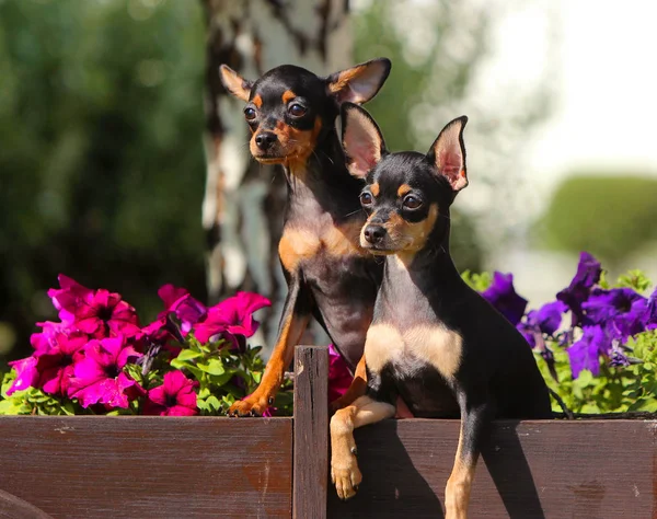 Две милые черные собаки сидят в цветах . — стоковое фото
