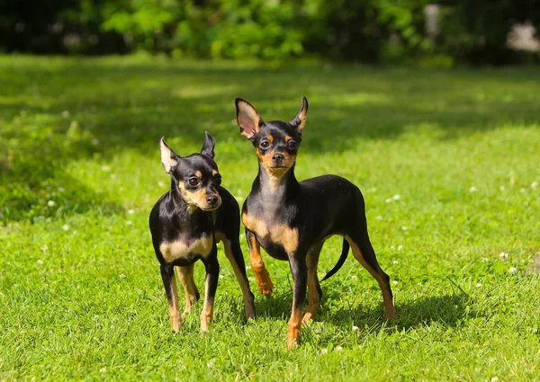 Dois pequenos filhote de cachorro preto-bronzeado na grama verde . — Fotografia de Stock