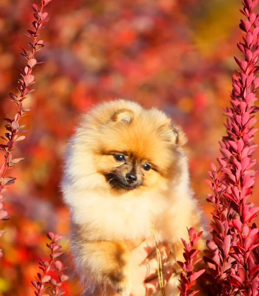 ふわふわの子犬が赤の肖像画。かわいいドイツのポメラニアのクローズ アップ. — ストック写真