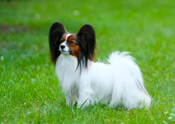 Beyaz Papillon yeşil çimenlerin üzerinde duruyor. Uzun saçlı güzel bir köpek. — Stok fotoğraf