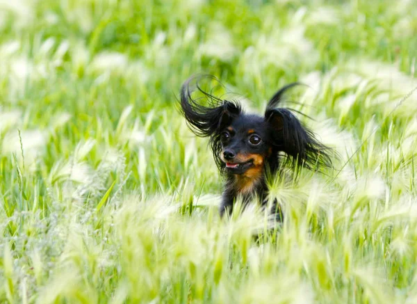 Mutlu bir köpek çim portresi. — Stok fotoğraf