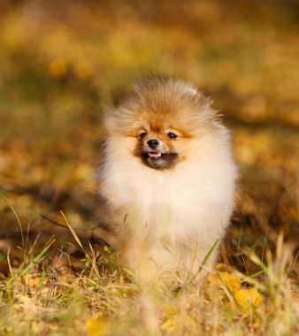 Mutlu bir Alman Pomeranian köpek yavrusu portresi. Sonbahar bir arka plan üzerinde bir köpek. 