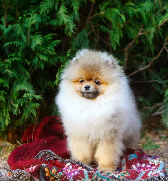 美しいドイツ語子犬の肖像画。緑の針葉樹の茂みの背景で敷物の上に座っている犬. — ストック写真