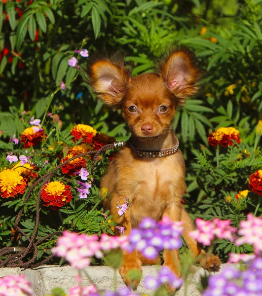 Un petit chiot rouge est assis sur un fond de fleurs . — Photo