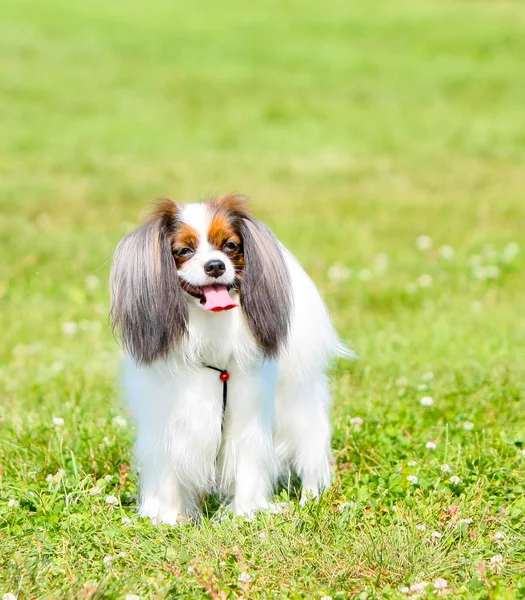 Porträt eines glücklichen Hundes mit heraushängender Zunge und hängenden Ohren. fahlen steht auf dem grünen Rasen. — Stockfoto