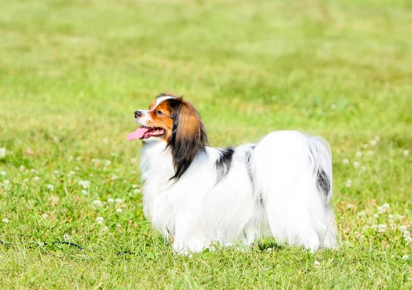 Yeşil çimenlerin üzerinde güzel bir sayaç Phalen duruyor. Güneşli bir yaz aylarında uzun saçlı bir köpek yürüyor.