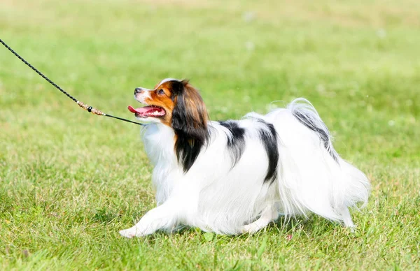 Klas fal hareket. Etkin bir köpek yeşil çim çalışır.