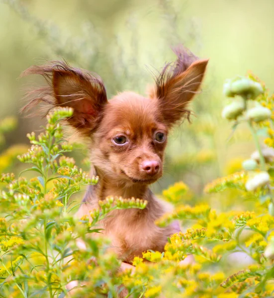 Retrato de um lindo cachorro ruivo com orelhas levantadas. Um cão doce em flores amarelas . — Fotografia de Stock