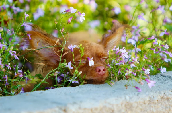 En rødhåret valp sover i en blomsterseng. En liten hund hviler i parken. . – stockfoto