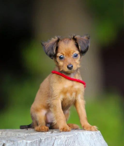 Portréja egy vörös hajú kiskutya lógó fülek. Egy kis aranyos kutya ül a fa csonkot. Hosszú hajú orosz Toy Terrier. — Stock Fotó