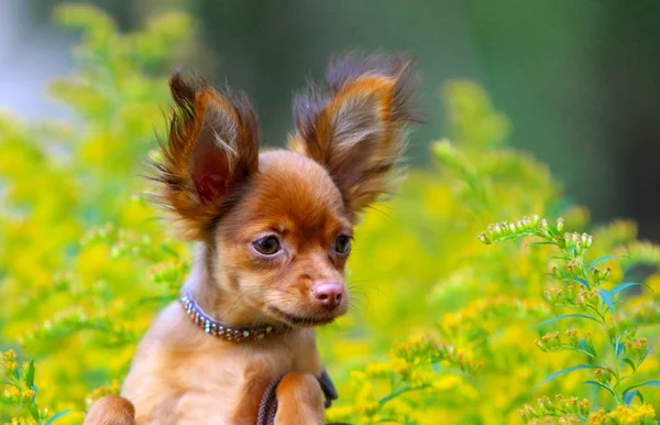 背景をぼかした写真に上げられた耳赤毛子犬の肖像画. — ストック写真