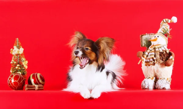 Papillon lies with Christmas decorations. Lovely funny puppy smiles. White dog with a red head on a red background. — Stock Photo, Image