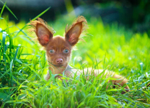 Прекрасний червоно-коричневий цуценя з піднятими вухами. Собака відпочиває на вулиці в зеленій траві . — стокове фото