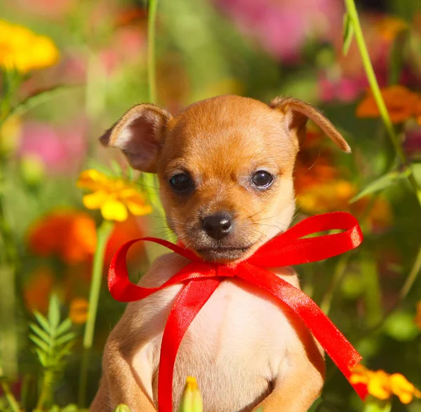 Portrait d'un chiot roux dans un arc rouge . — Photo