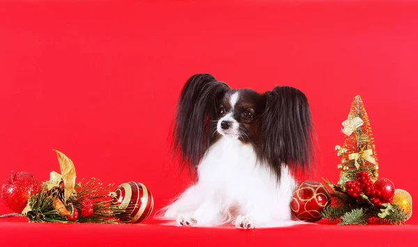 A beautiful white papillon with black ears lies with Christmas decorations. New year of the dog. — Stock Photo, Image