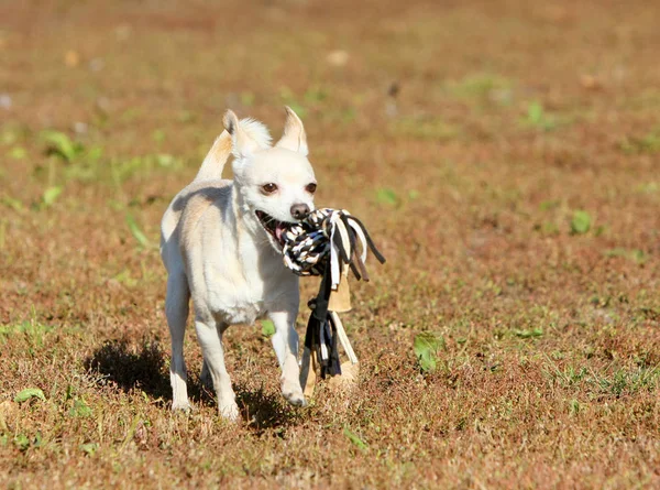 Un pequeño perro blanco corre con un juguete favorito en la boca. Cachorro activo saltando sobre hierba de otoño . — Foto de Stock