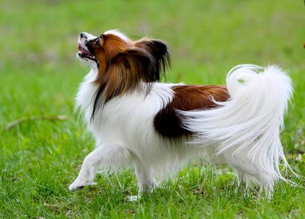 Ein schönes weißes Papillon mit rotem Kopf und Rücken. Ein kleiner Hund steht mit erhobener Pfote im grünen Gras. — Stockfoto