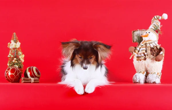 White Papillon with a red head posing with Christmas decorations. Dog and winter holiday New Year. — Stock Photo, Image