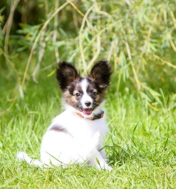 Yeşil çim bir arka plan üzerinde oturan kırmızı kafalı beyaz Papillon. Küçük dekoratif köpek yavrusu doğada yürüyüş.