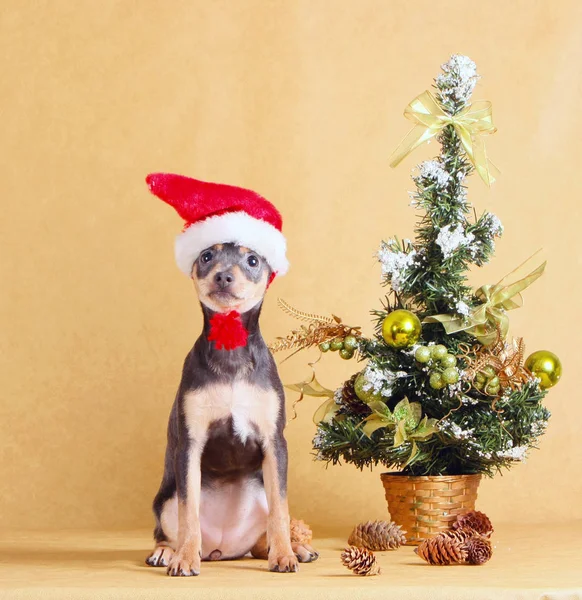 The puppy in the Santa Claus hat sits next to the New Year tree. Little dog posing with Christmas decorations on a beige background. — Stock Photo, Image