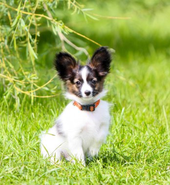 Papillon yeşil çimenlerin üzerinde oturur. Bir çalı altında sokakta oturan beyaz bir köpek yavrusu.