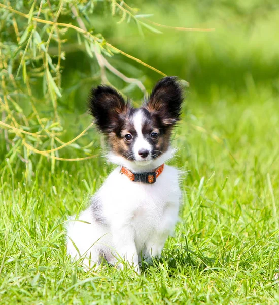 El Papillon se sienta sobre la hierba verde. Un cachorro blanco descansando en la calle bajo un arbusto . — Foto de Stock