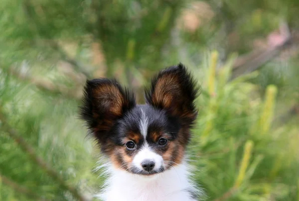 Een portret van een papillon op een vage groene achtergrond. Schattige puppy close-up. — Stockfoto