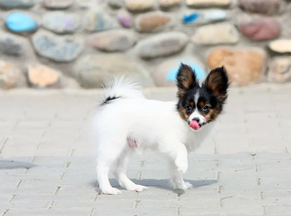 The puppy walks on a sunny day in the street. The Papillon stands against the background of the wall of the cobblestone stones. — Stock Photo, Image