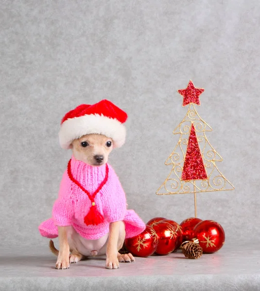 The dog sits in a pink dress and a Santa Claus hat. Little white puppy posing with Christmas decorations. Animal on a New Year's postcard. — Stock Photo, Image