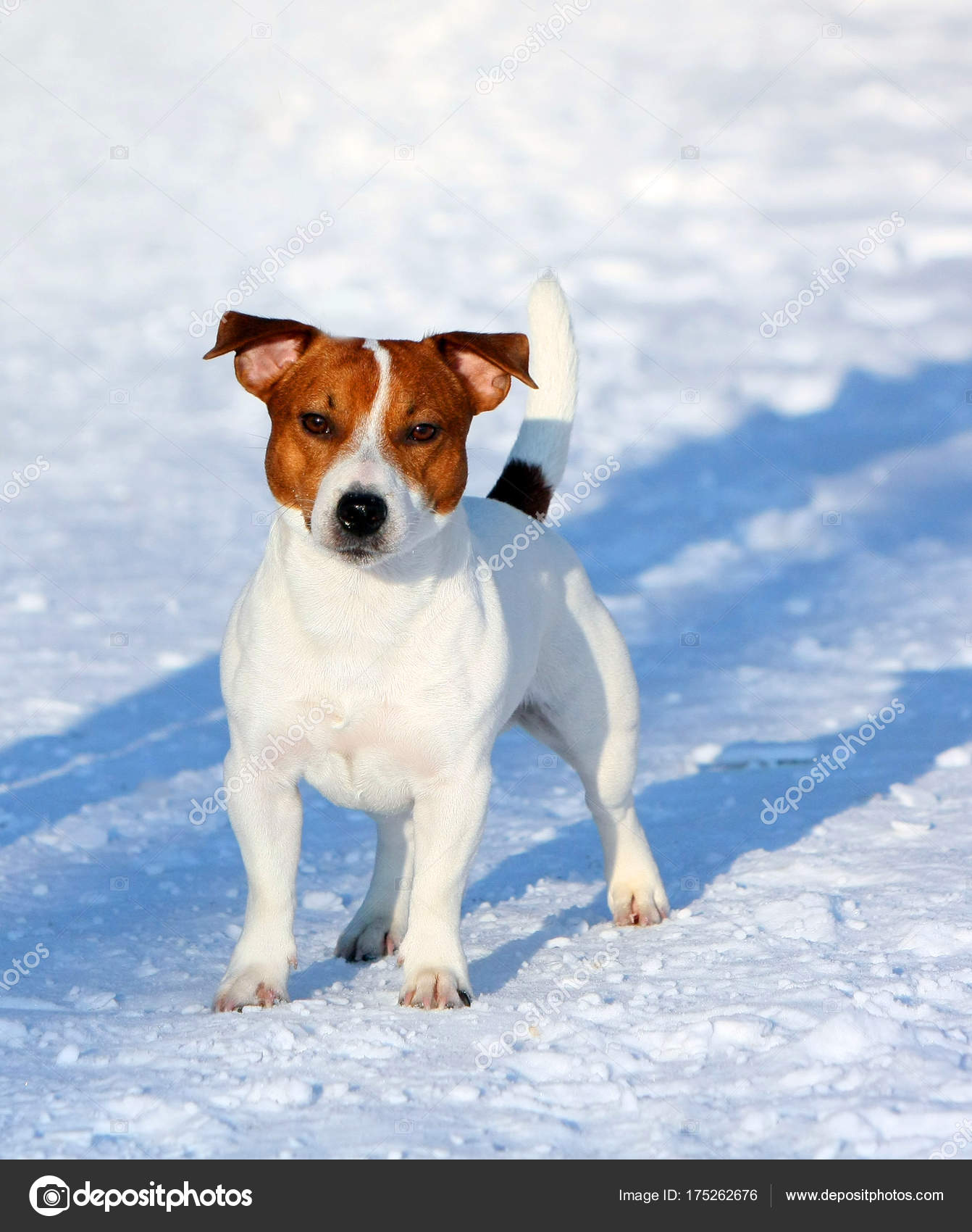 Jack Russell Terrier Che Propone All Esterno Ritratto Cane Bianco