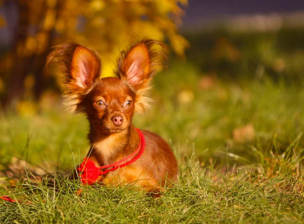 Cão Ruivo Com Uma Corda Vermelha Jaz Grama Verde Bonito — Fotografia de Stock