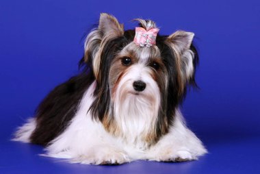 Mavi bir arka plan karşı poz york kunduz. Bir köpeği terrier pembe fiyonk yatıyor. Portre stüdyo beyaz saçlı bir köpek yavrusu. Yatay görüntü.