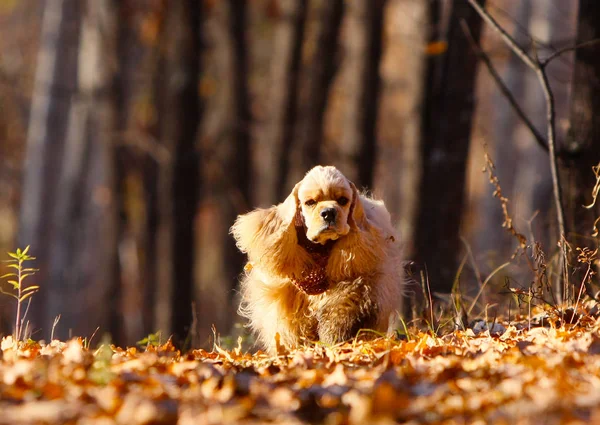 An active dog with hanging ears runs in the forest. The American Cocker Spaniel moves along the autumn leaves. Puppy redhead jumping in the street on a sunny day Horizontal image.