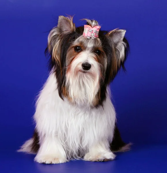 ビーバーのヨークシャー テリアは 青色の背景に座っています 白い犬がスタジオでポーズをとっています 彼の頭にピンクの弓のかわいい子犬 垂直方向の画像 — ストック写真