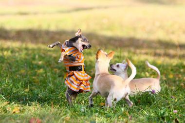 Üç küçük köpek parkta çimenlerin üzerinde yürüyüş mesafesindedir. Güzel bir dişi bir elbise giymiş ve onun arka ayakları üzerinde duruyor. Dekoratif hayvanlar sonbahar çimleri üzerinde. Düz saçlı Rus oyuncak korkunç
