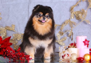 Alman Spitz yılbaşı manzara fonunda poz. Bir köpek soluk gri arka plan üzerinde Noel mumlar ile oturuyor. Stüdyo güzel yavru köpekti. Yatay görüntü.