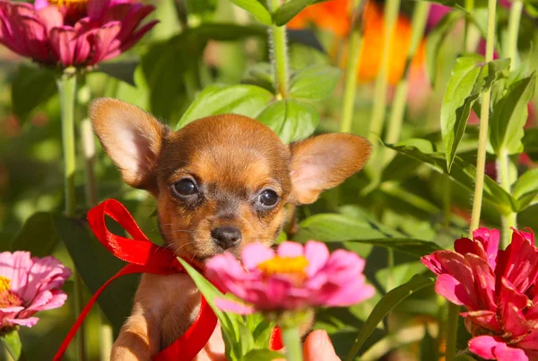 Rothaarige Welpen Posieren Vor Einem Hintergrund Aus Rosa Blumen Porträt — Stockfoto