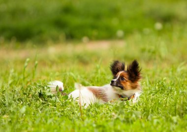 Papillon yeşil otların arasında yatıyor. Küçük bir beyaz köpek Park'ın bahçesinde oturan kırmızı kafalı. Güneşli bir yaz aylarında komik köpek yürüyor. Yatay görüntü.