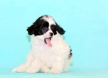 Açık ağız ile poz kabarık beyaz köpek. Bir sevimli köpek yavrusu mutluluk ve sürpriz duygularını ifade eder. Çince Tepeli mavi bir arka plan üzerinde Studio.