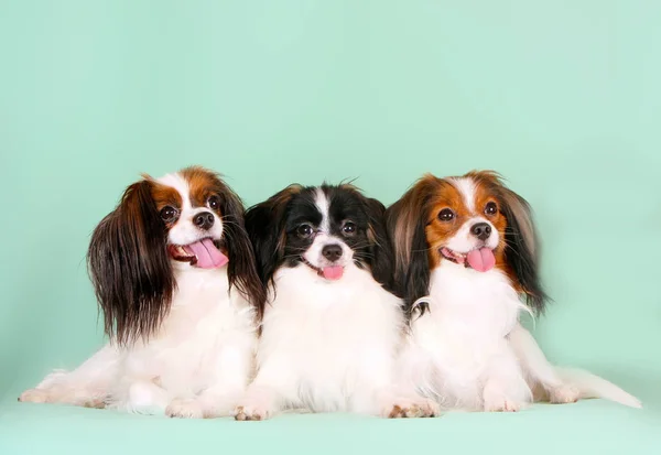 Three falens are posing in the studio on a monophonic background. White hairy dogs with hanging ears lie side by side. Lovely puppies express joyful emotions. Horizontal image. Continental Toy Spaniel