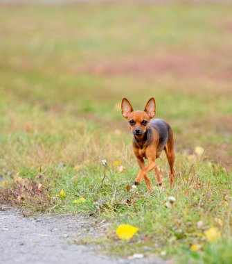 Etkin bir köpek sonbahar glade çalışır. Sevimli kırmızı köpek sokakta hareket ediyor. Düz saçlı Rus oyuncak korkunç. Dikey görüntü.