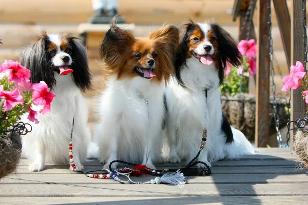 Три Маленьких Собачки Сидят Деревянном Фоне Мотылёк Падшие Позируют Рядом — стоковое фото