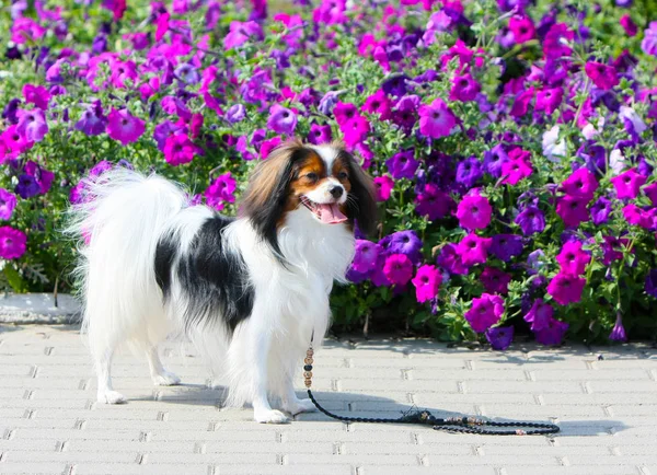 紫の花の背景に立っています 白い子犬はペチュニアの花のベッドの横にポーズをとってください ペットは屋外は晴れた日に公園を歩いて幸せ — ストック写真