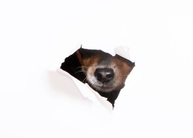 Köpek burun delikten iletiye göz atar. Beyaz zemin üzerinde mavi-tan köpek namlu kavramı. Rus oyuncak korkunç.
